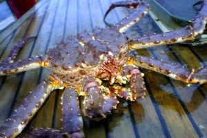 Découverte : Le crabe royal rouge de Norvège